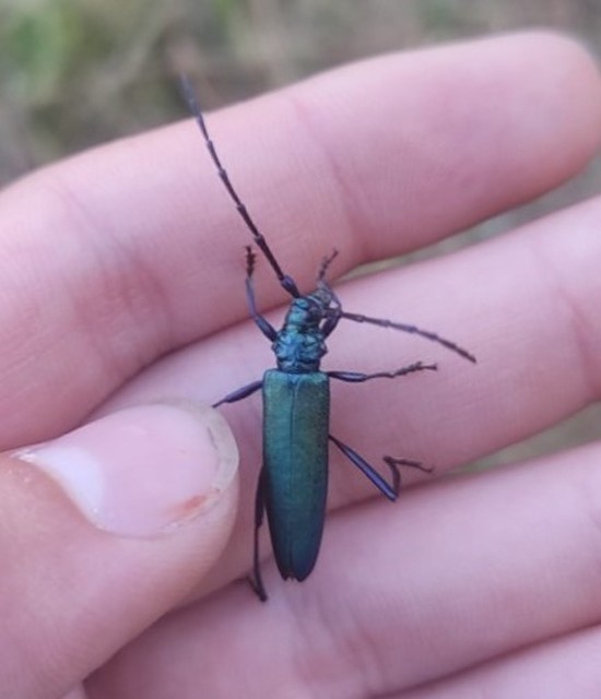 Aromia moschata - pézsmacincér