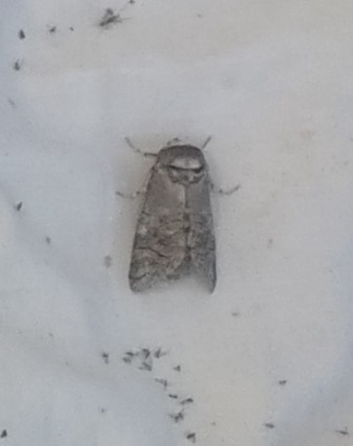 Cossus cossus - fűzfarontólepke