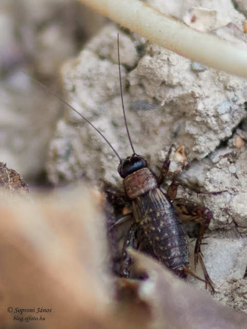 Nemobius sylvestris - erdei tücsök