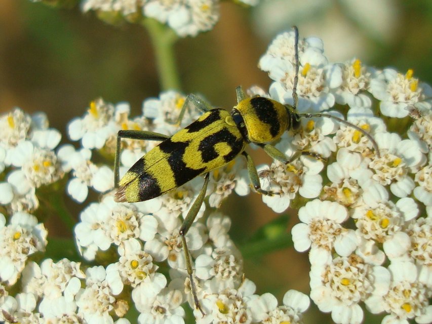 Chlorophorus varius - díszes darázscincér