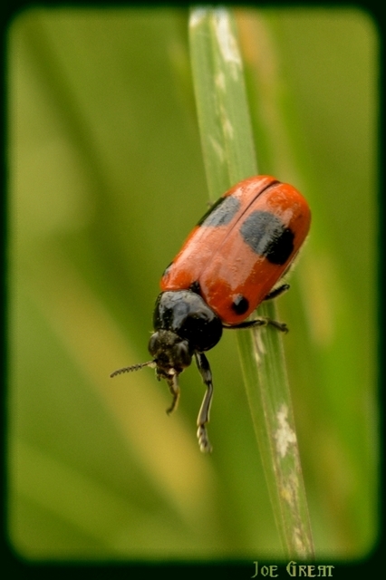 Clytra laeviuscula - fűzfa-zsákhordóbogár
