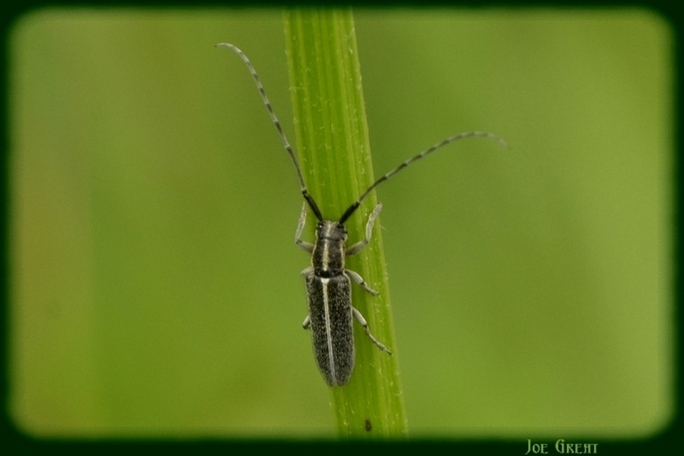 Agapanthia cardui - sávos bogáncscincér