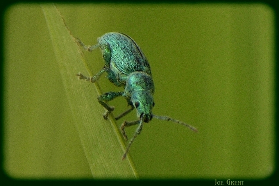 Phyllobius thalassinus - tömpeorrú levélormányos