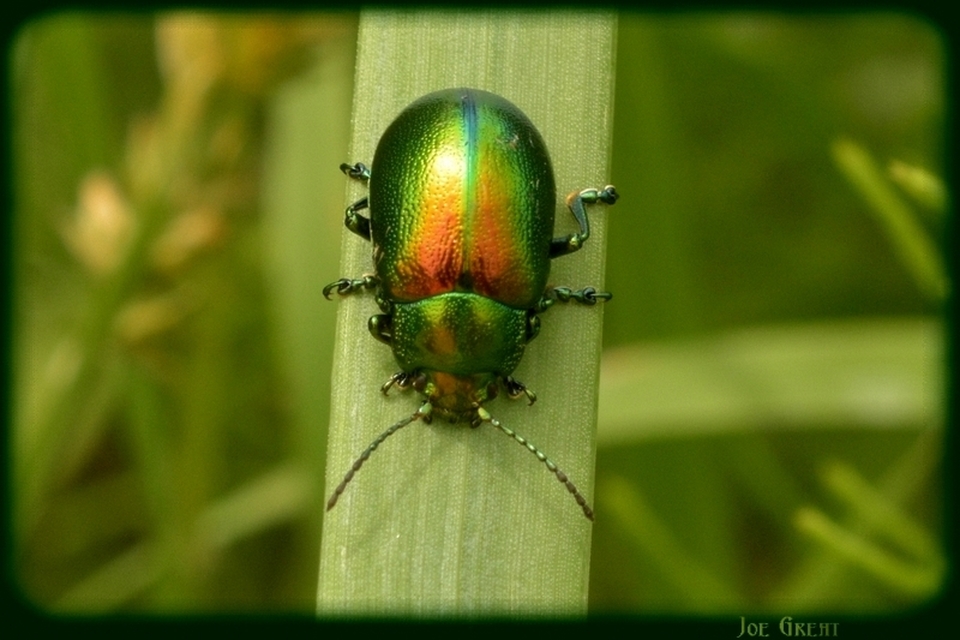Chrysolina graminis - zöld varádicslevelész