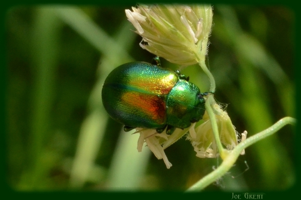 Chrysolina graminis - zöld varádicslevelész