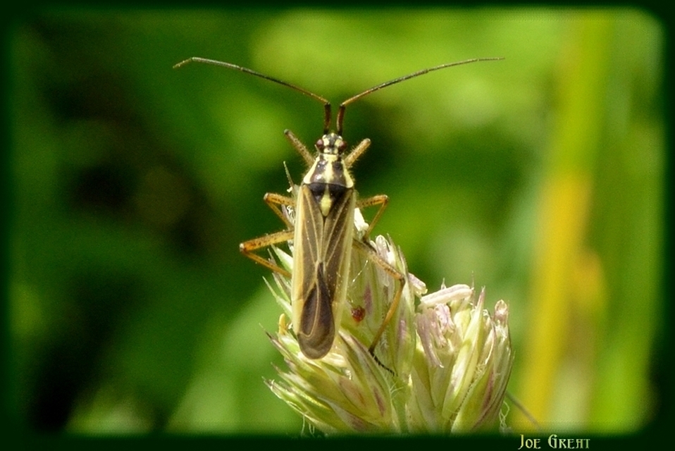 Leptopterna