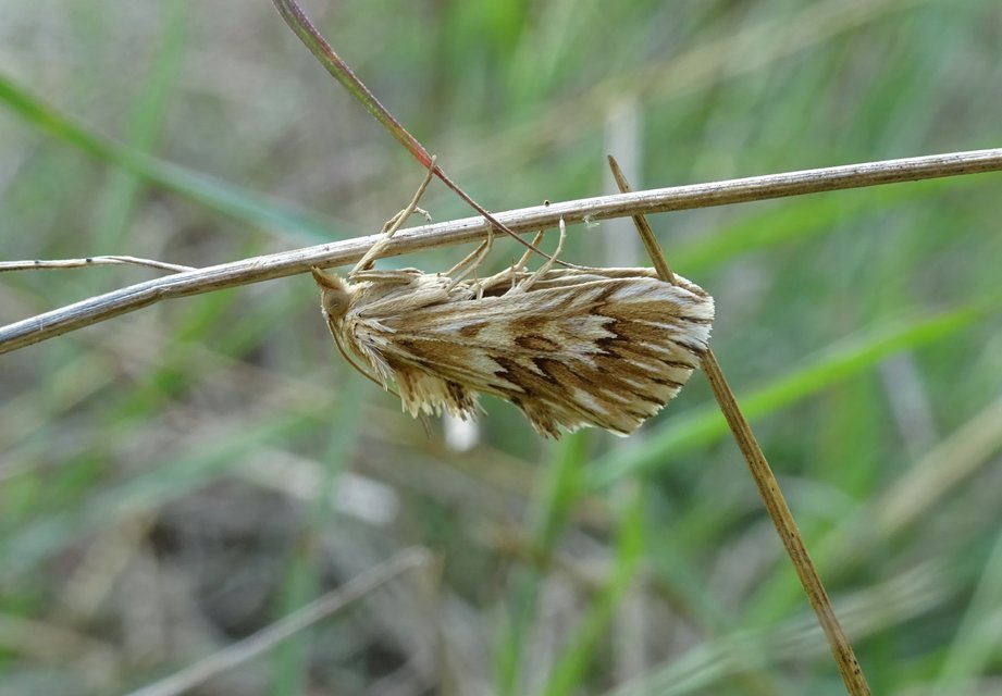Cynaeda dentalis - gyakori ciframoly