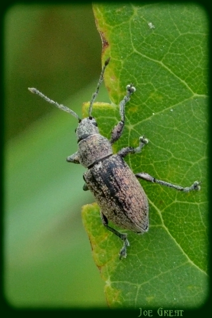 Phyllobius thalassinus - tömpeorrú levélormányos