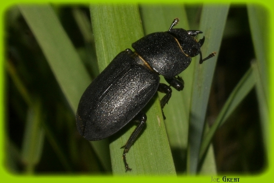 Dorcus parallelipipedus - kis szarvasbogár