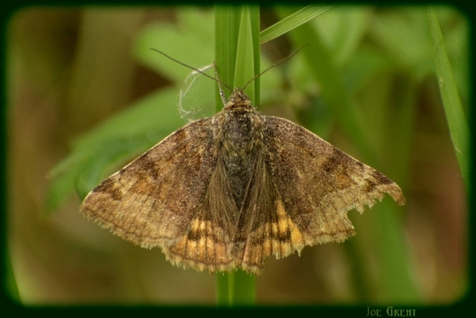 Euclidia glyphica - közönséges nappalibagoly
