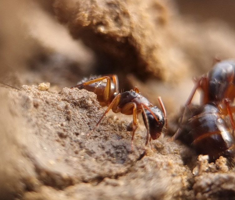 Camponotus fallax - ligeti lóhangya