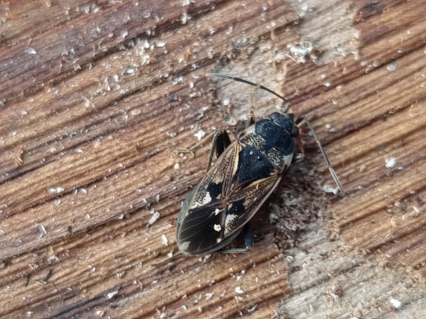 Rhyparochromus vulgaris - közönséges díszesbodobács