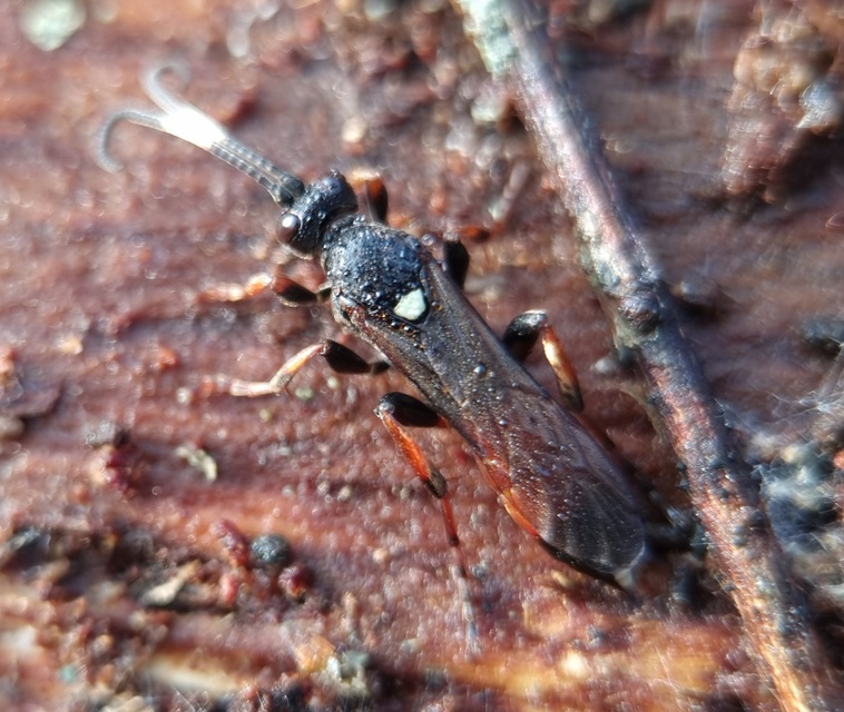 Ichneumon