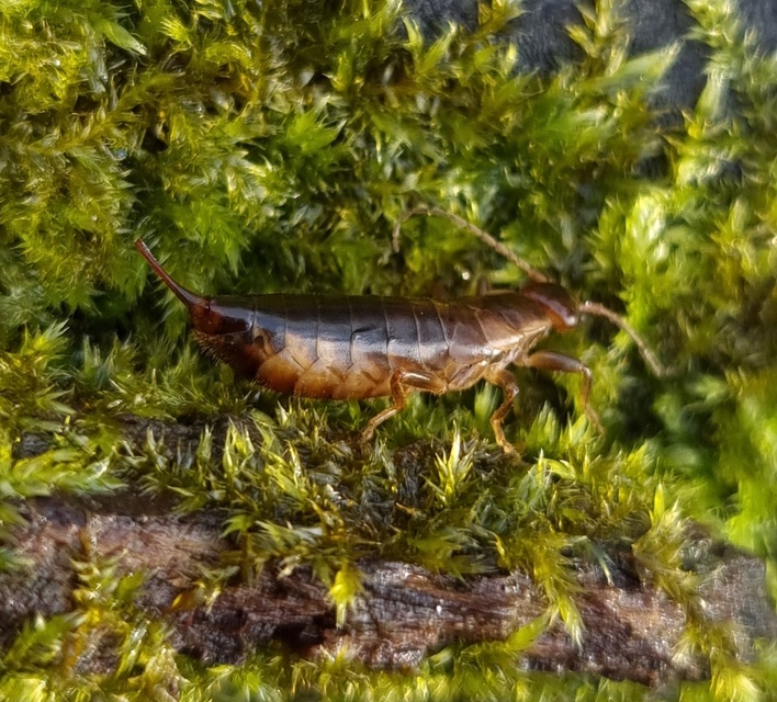 Chelidurella acanthopygia  - erdei fülbemászó