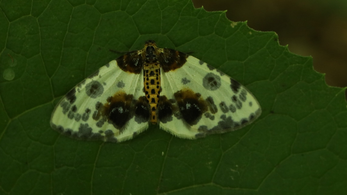 Abraxas sylvata - sárgafoltos araszoló