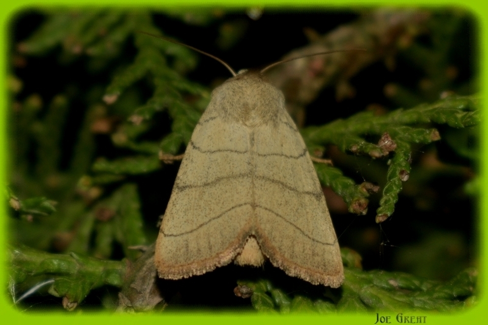 Charanyca trigrammica - háromsávos lombbagoly