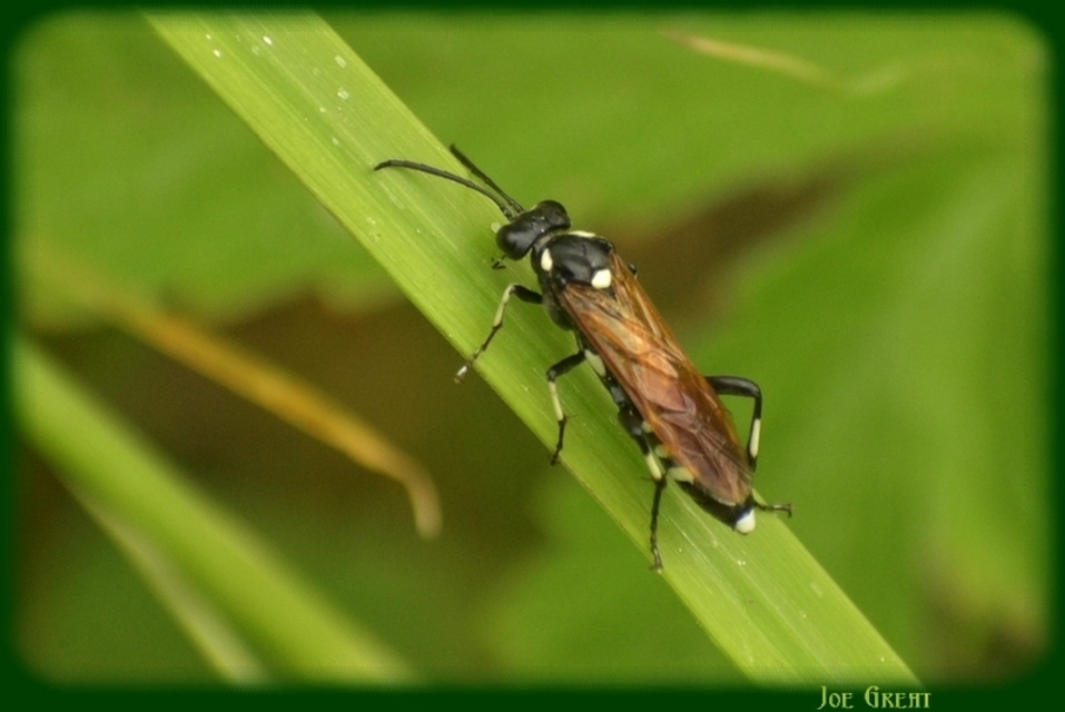 Hymenoptera - Hártyásszárnyúak