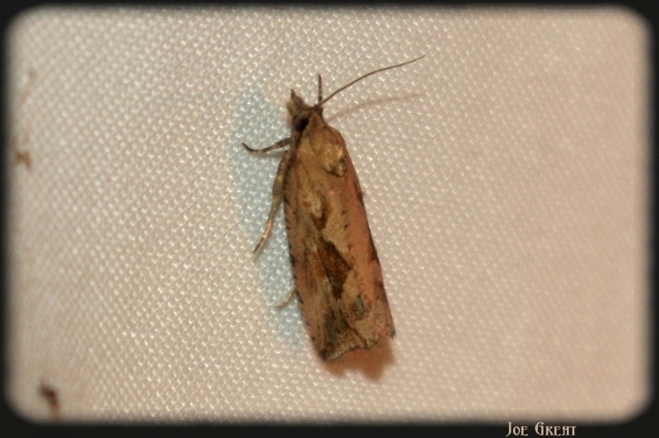 Endothenia quadrimaculana - mocsári tükrösmoly