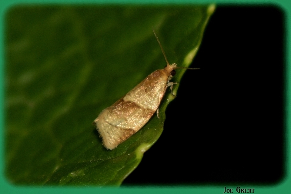 Tortricidae - sodrómolyfélék