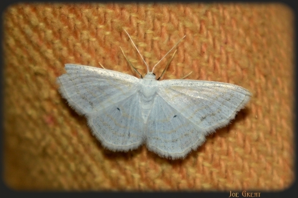 Scopula caricaria - mocsári fehéraraszoló