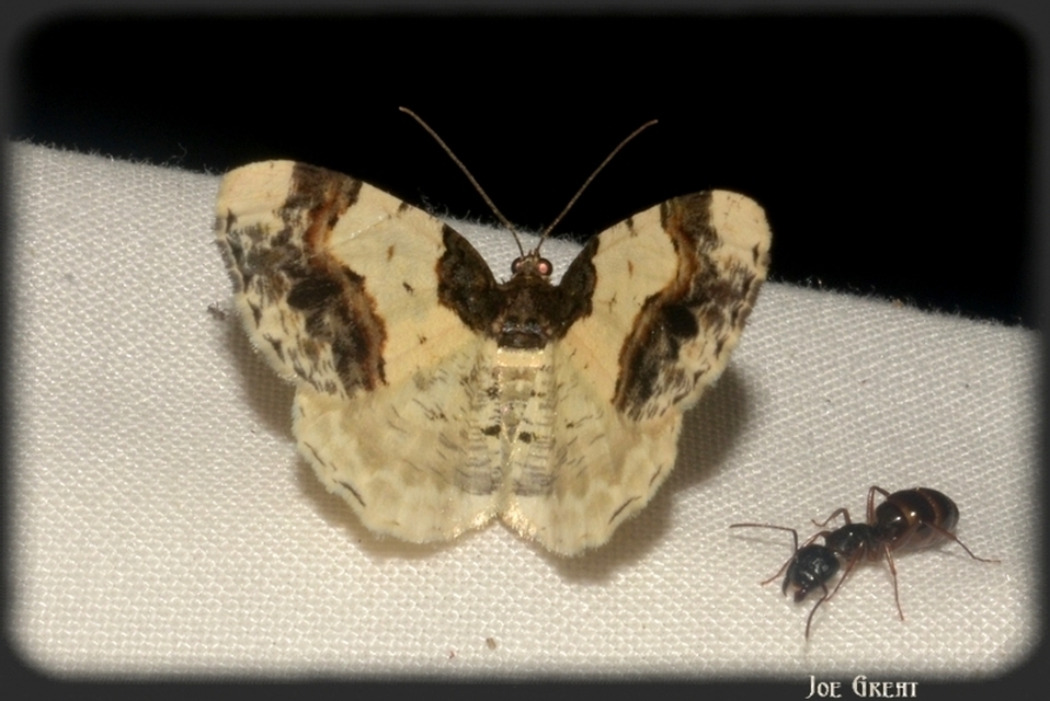 Ligdia adustata - barna levélaraszoló