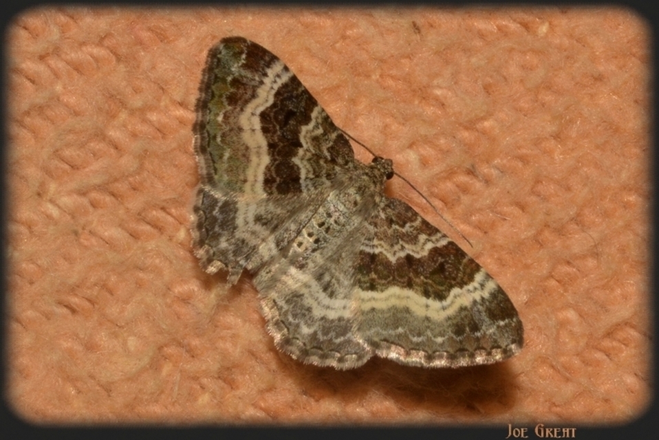 Epirrhoe alternata - galaj-tarkaaraszoló