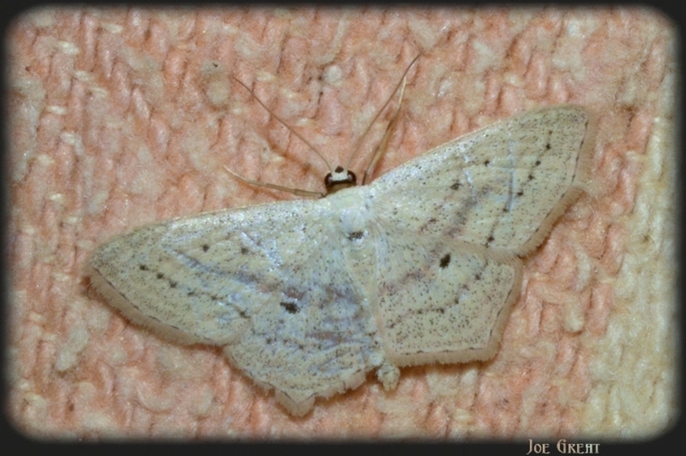 Scopula flaccidaria - alföldi sávosaraszoló
