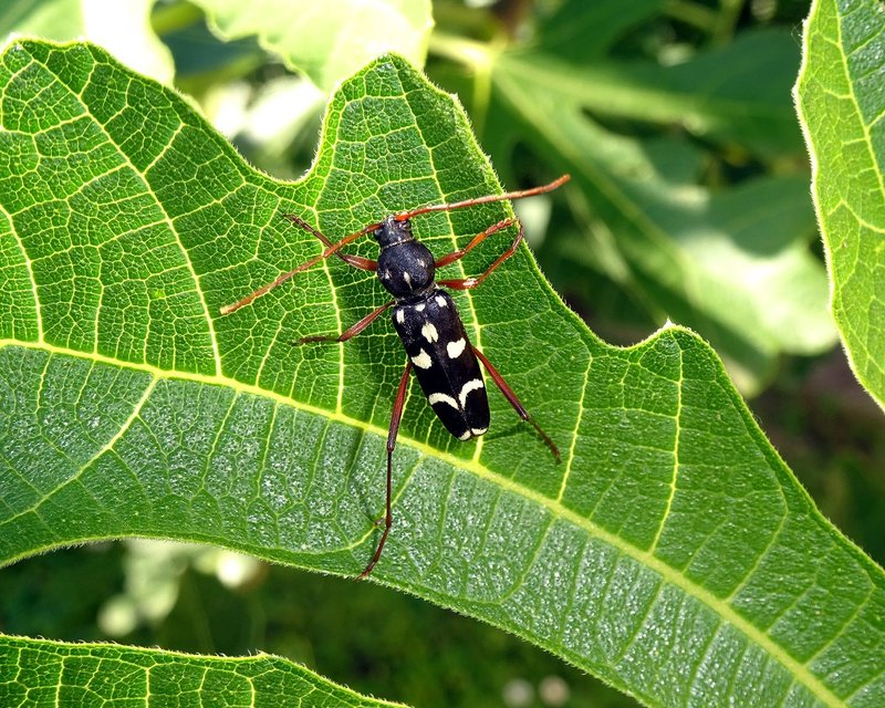 Isotomus speciosus - nyírfa-darázscincér
