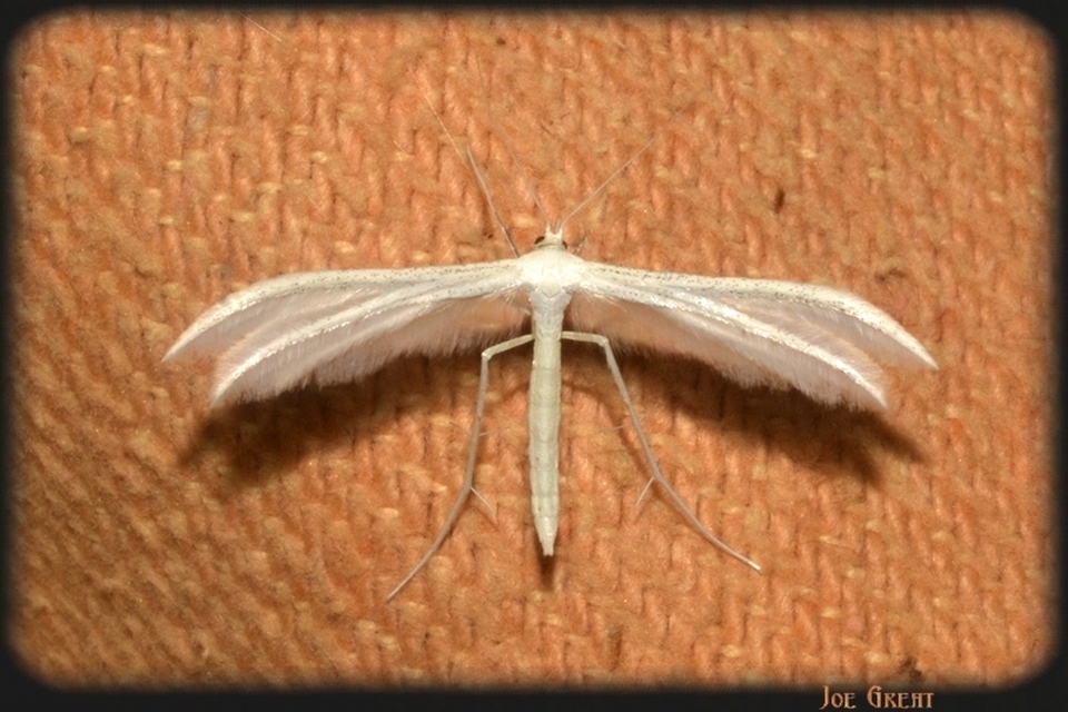 Pterophoridae - tollasmolyfélék