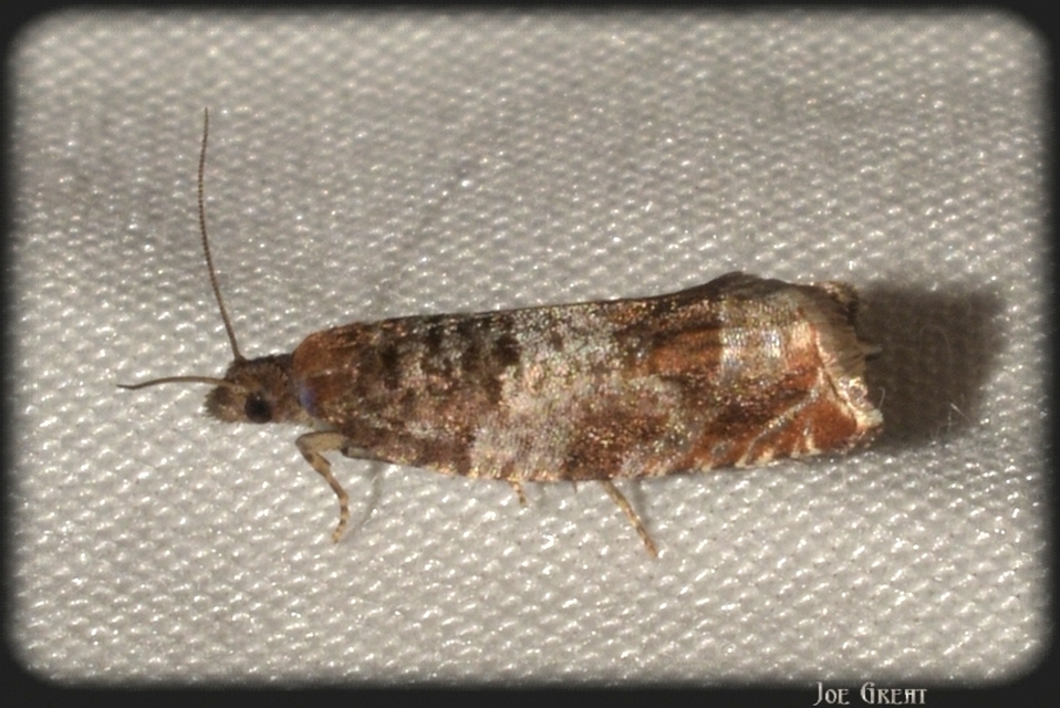 Tortricidae - sodrómolyfélék