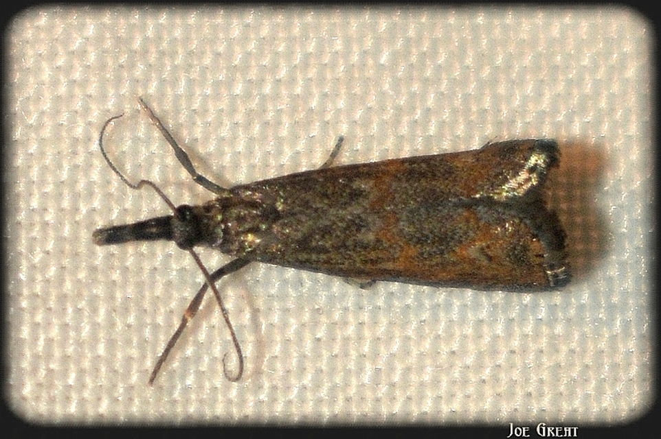 Platytes cerussella - törpe fűgyökérmoly