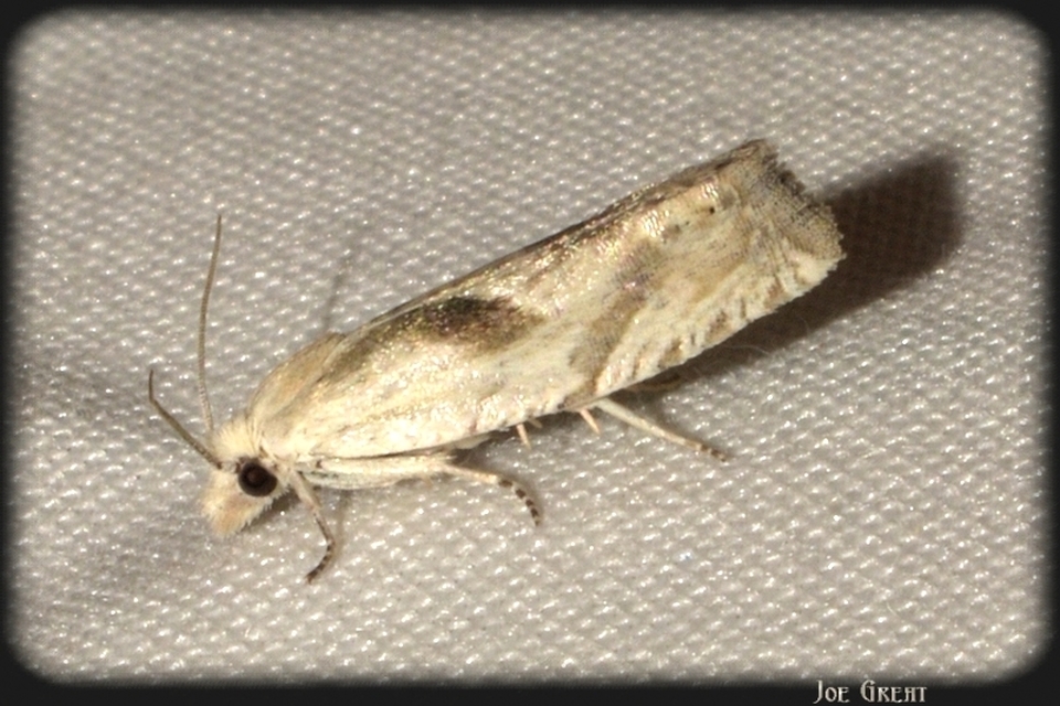 Eucosma