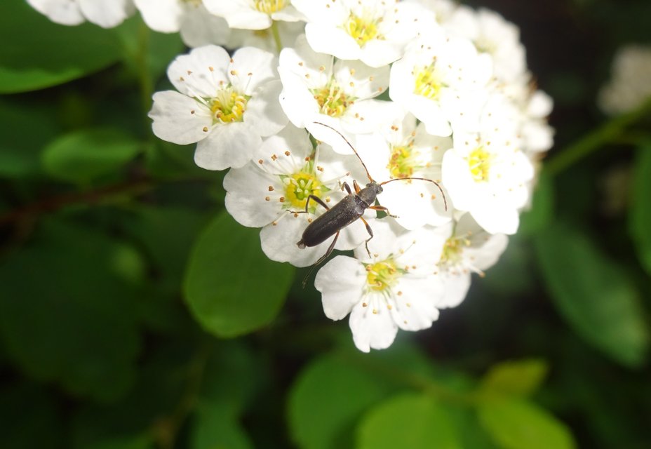 Grammoptera ruficornis - gyűrűscsápú galagonyacincér Grammoptera ruficornis - gyűrűscsápú galagonyacincér