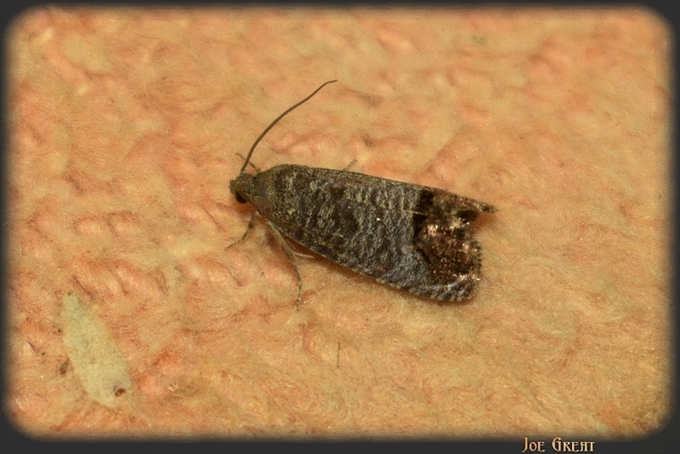Cydia pomonella - almamoly