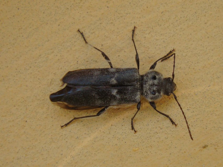 Hylotrupes bajulus - házicincér