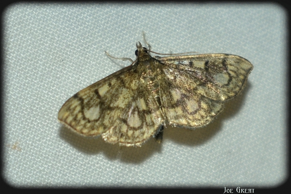 Anania coronata - koronás dudvamoly