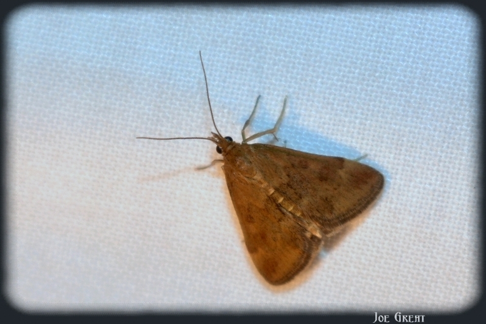 Pyrausta despicata - réti bíbormoly