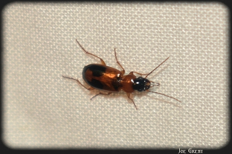 Carabidae - futóbogárfélék