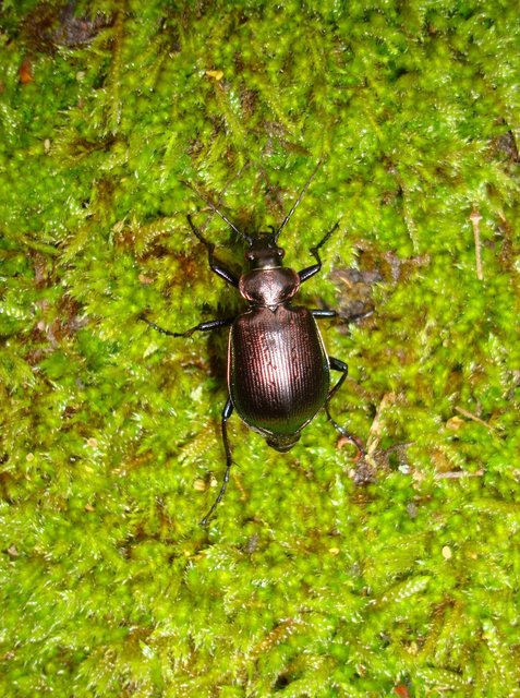 Calosoma inquisitor - kis bábrabló