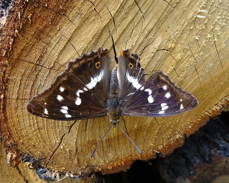 Apatura iris - nagy színjátszólepke