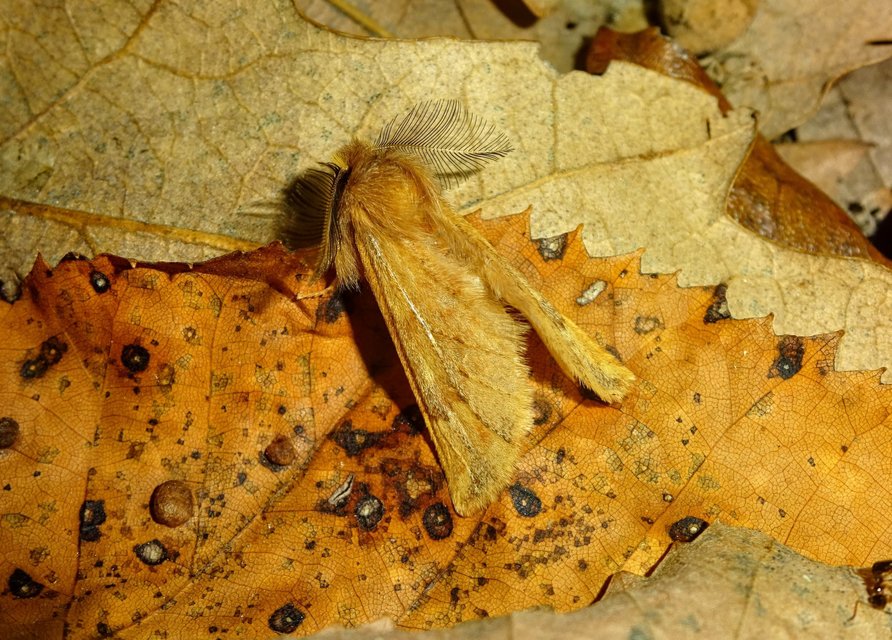Ptilophora plumigera - tollas púposszövő
