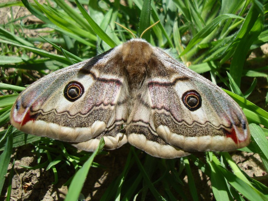 Saturnia pavoniella/pavonia