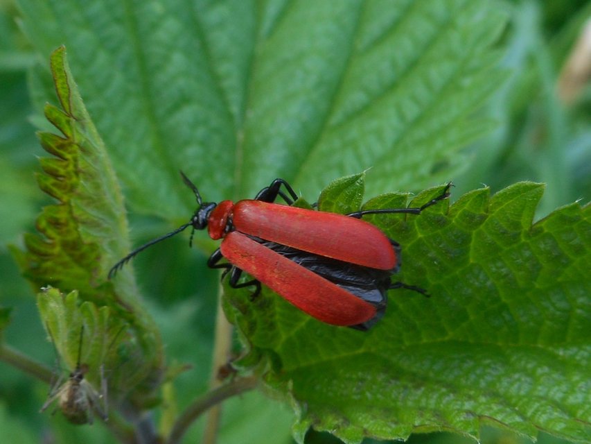 Pyrochroa coccinea - nagy bíborbogár