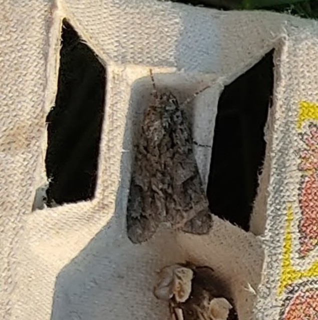 Acronicta aceris - vadgesztenye-szigonyosbagoly