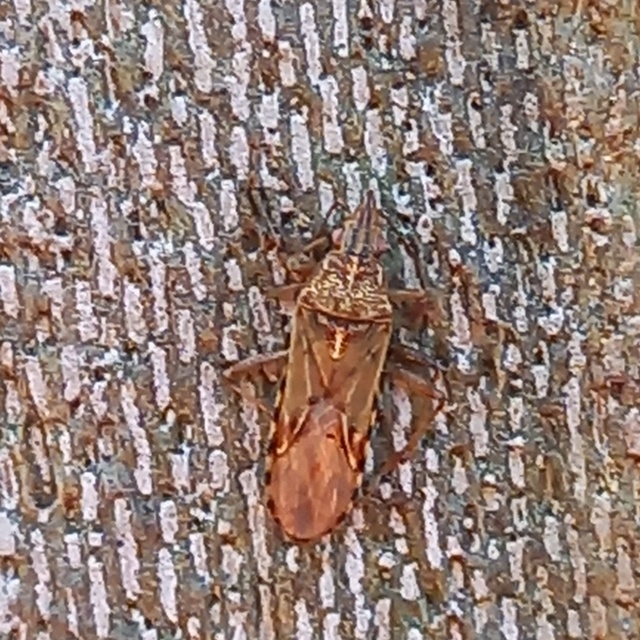 Belonochilus numenius - amerikai platánbodobács