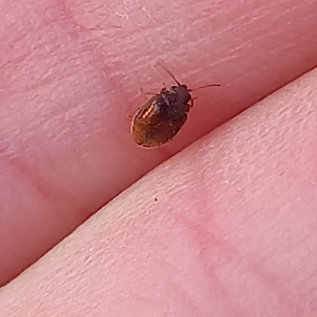 Scirtidae - rétbogárfélék