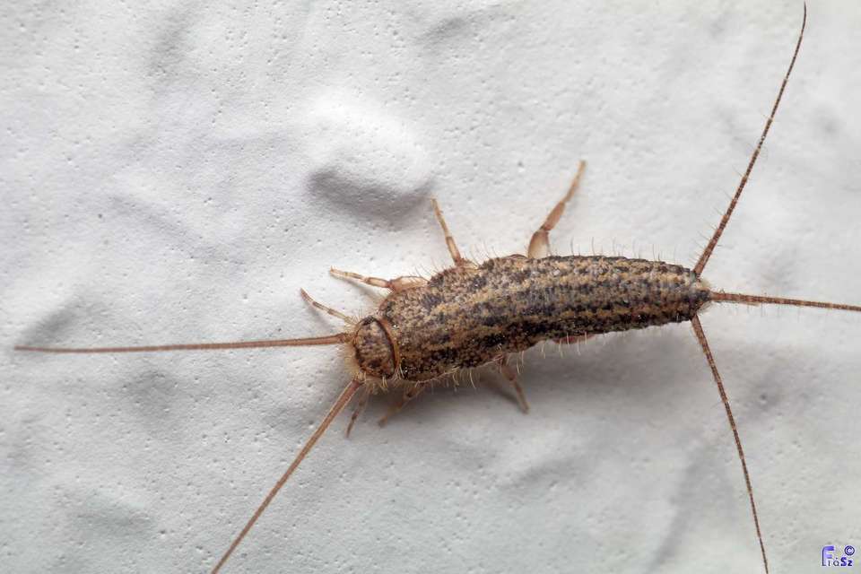 Zygentoma - Pikkelykék