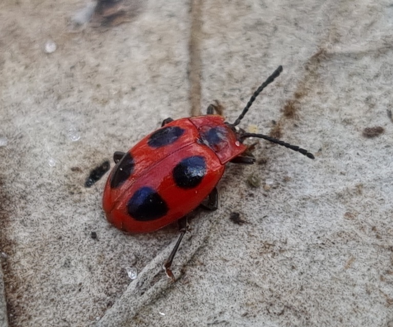 Endomychus coccineus - négypettyes álböde