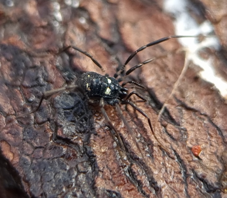 Carinostoma elegans