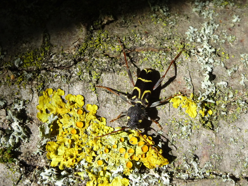 Xylotrechus antilope - fürge darázscincér